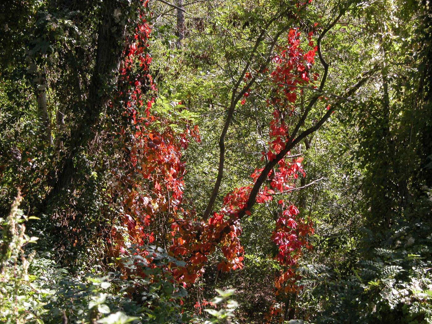 Virginia creeper